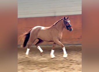 German Riding Pony, Mare, 5 years, 14 hh, Chestnut