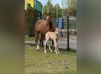 German Riding Pony, Mare, 5 years, 14 hh, Chestnut
