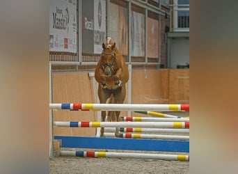 German Riding Pony, Mare, 5 years, 14 hh, Chestnut-Red