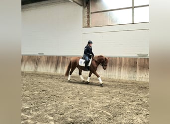 German Riding Pony, Mare, 5 years, 14 hh, Chestnut-Red