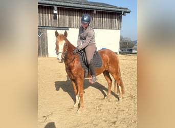 German Riding Pony, Mare, 5 years, 14 hh, Chestnut-Red