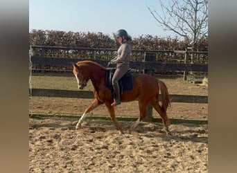 German Riding Pony, Mare, 5 years, 14 hh, Chestnut-Red