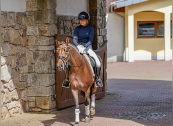 German Riding Pony, Mare, 5 years, 14 hh, Gray-Red-Tan