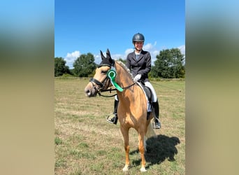 German Riding Pony, Mare, 5 years, 14 hh, Palomino