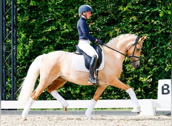 German Riding Pony, Mare, 5 years, 14 hh, Palomino