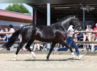 German Riding Pony, Mare, 5 years, 14 hh, Smoky-Black