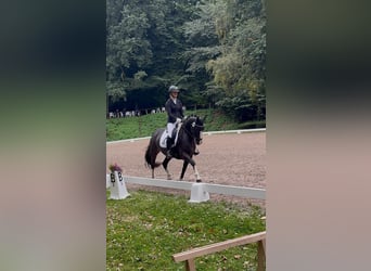 German Riding Pony, Mare, 5 years, 14,1 hh, Bay-Dark
