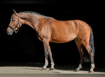 German Riding Pony, Mare, 5 years, 14,1 hh, Bay-Dark