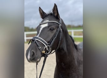 German Riding Pony, Mare, 5 years, 14,1 hh, Black