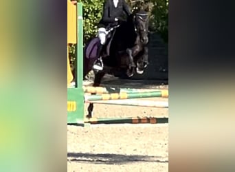 German Riding Pony, Mare, 5 years, 14,1 hh, Black
