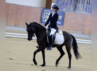 German Riding Pony, Mare, 5 years, 14,1 hh, Black