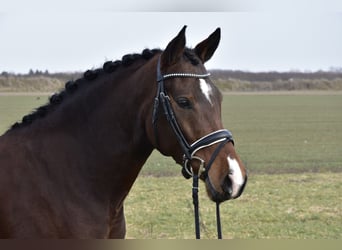 German Riding Pony, Mare, 5 years, 14,1 hh, Brown
