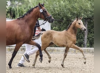 German Riding Pony, Mare, 5 years, 14,1 hh, Brown