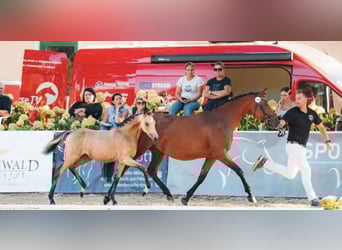 German Riding Pony, Mare, 5 years, 14,1 hh, Brown