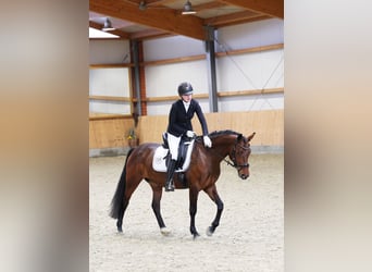 German Riding Pony, Mare, 5 years, 14,1 hh, Brown