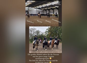 German Riding Pony, Mare, 5 years, 14,1 hh, Brown