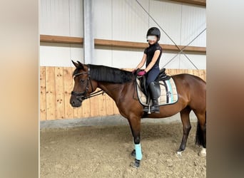 German Riding Pony, Mare, 5 years, 14,1 hh, Brown