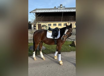 German Riding Pony, Mare, 5 years, 14,1 hh, Brown
