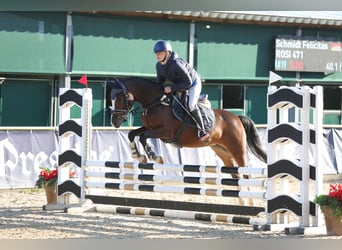 German Riding Pony, Mare, 5 years, 14,1 hh, Brown