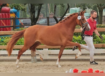 German Riding Pony, Mare, 5 years, 14,1 hh, Chestnut-Red