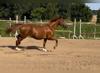 German Riding Pony, Mare, 5 years, 14,1 hh, Chestnut-Red