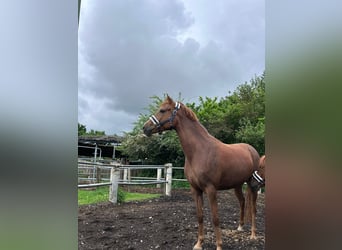 German Riding Pony, Mare, 5 years, 14,1 hh, Chestnut-Red