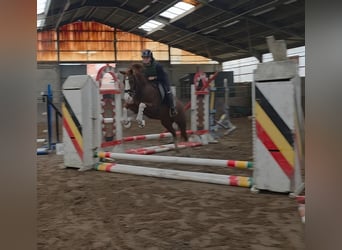 German Riding Pony, Mare, 5 years, 14,1 hh, Chestnut-Red