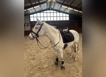 German Riding Pony, Mare, 5 years, 14,1 hh, Cremello