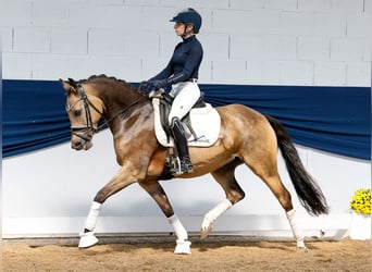 German Riding Pony, Mare, 5 years, 14,1 hh, Dun