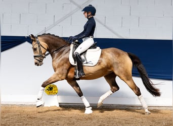 German Riding Pony, Mare, 5 years, 14,1 hh, Dun