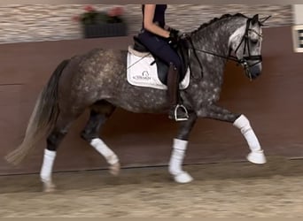 German Riding Pony, Mare, 5 years, 14,1 hh, Gray-Dapple