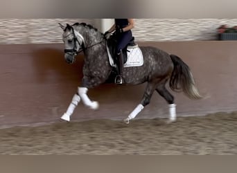 German Riding Pony, Mare, 5 years, 14,1 hh, Gray-Dapple
