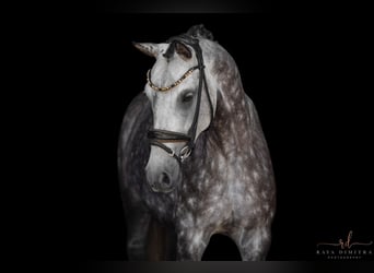 German Riding Pony, Mare, 5 years, 14,1 hh, Gray-Dapple
