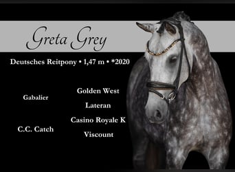 German Riding Pony, Mare, 5 years, 14,1 hh, Gray-Dapple