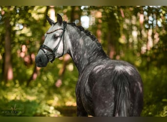 German Riding Pony, Mare, 5 years, 14,1 hh, Gray-Dapple