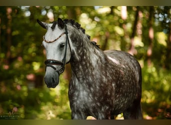 German Riding Pony, Mare, 5 years, 14,1 hh, Gray-Dapple