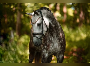 German Riding Pony, Mare, 5 years, 14,1 hh, Gray-Dapple