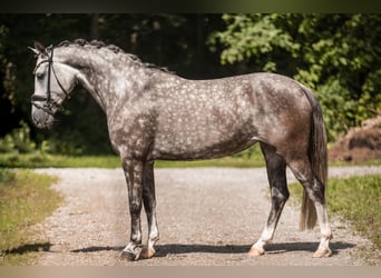 German Riding Pony, Mare, 5 years, 14,1 hh, Gray-Dapple