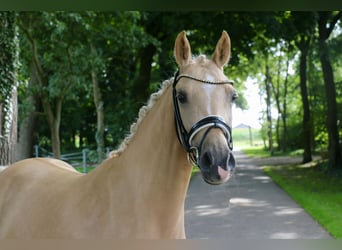 German Riding Pony, Mare, 5 years, 14,1 hh, Palomino