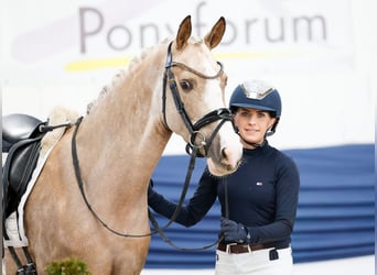 German Riding Pony, Mare, 5 years, 14,1 hh, Palomino