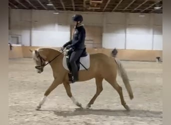 German Riding Pony, Mare, 5 years, 14,1 hh, Palomino