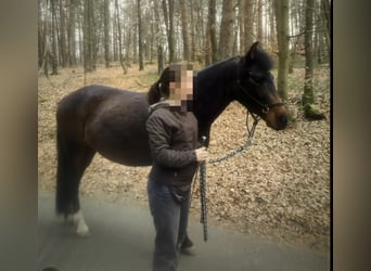 German Riding Pony, Mare, 5 years, 14,1 hh, Smoky-Black