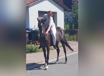 German Riding Pony, Mare, 5 years, 14,2 hh, Black