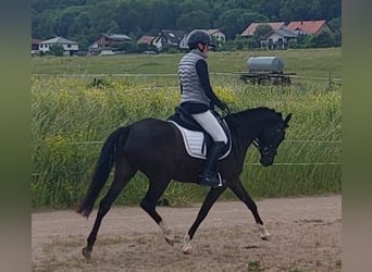 German Riding Pony, Mare, 5 years, 14,2 hh, Black