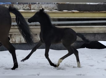 German Riding Pony, Mare, 5 years, 14,2 hh, Black