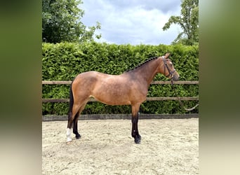 German Riding Pony, Mare, 5 years, 14,2 hh, Brown
