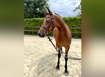 German Riding Pony, Mare, 5 years, 14,2 hh, Brown