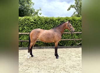 German Riding Pony, Mare, 5 years, 14,2 hh, Brown