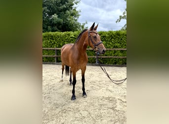 German Riding Pony, Mare, 5 years, 14,2 hh, Brown
