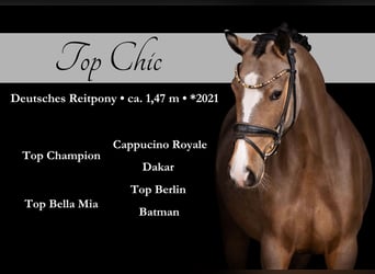 German Riding Pony, Mare, 5 years, 14,2 hh, Buckskin